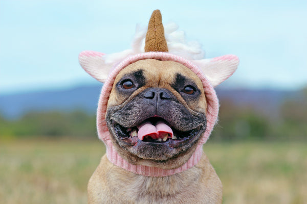 French Bulldog dog with wearing a funny knitted pink unicorn hat costume